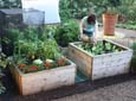 Raised vegetable beds - ideal for easy access